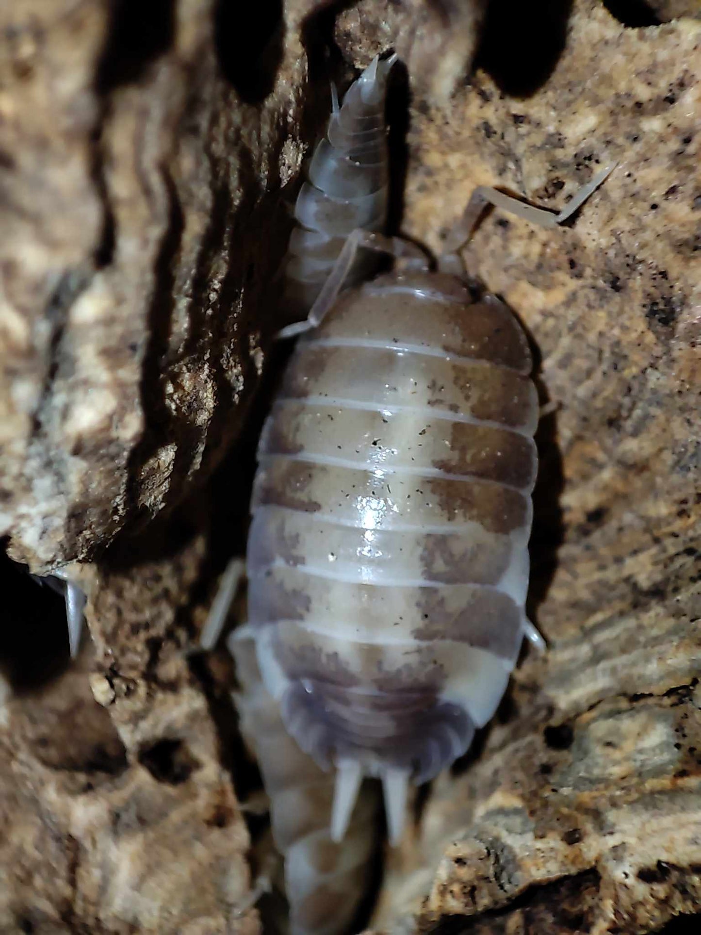 Porcellio laevis dairy cow